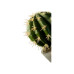 PLANTA ART SUCULENTA CACTUS 18,0